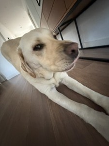 Milla
