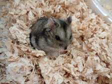 Ryuya