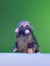 Gabrii_i7