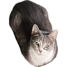 No