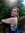 Leticia