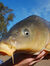 Pauly Carp