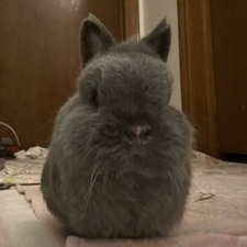Moni