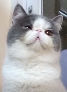 me_short