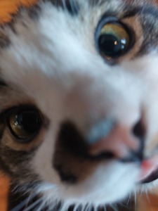 pip