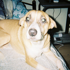 ysha
