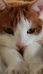 Alistair