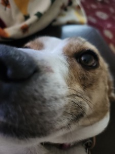 Amelia