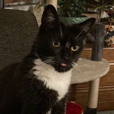 holly