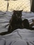 Twyla D...