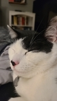 Lila