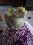 Emaan