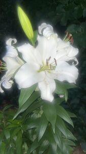 Marilau