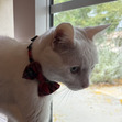 Kat