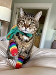 AllieCatails