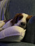 Amy App...
