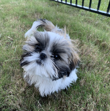 Addie