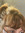 Ally