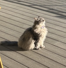 Kiki