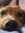 Shibs