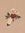 Moonlight Flower