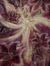 Peony (...