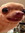 jelleedog