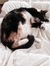 Kitty Z...