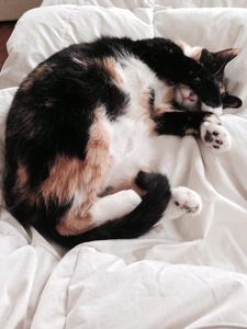 Kitty Zombie