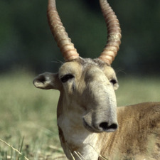 Joost
