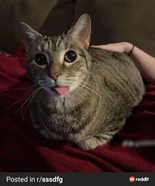 Sam