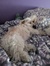Irene C...