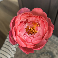 AE