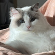 Sahar