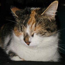 Regina