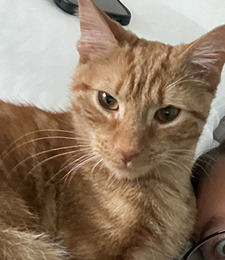 Gia
