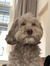 Teddy