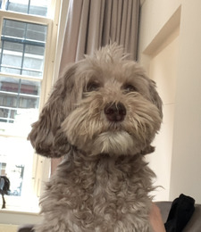 Teddy