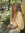 Tilde