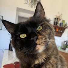Juliet