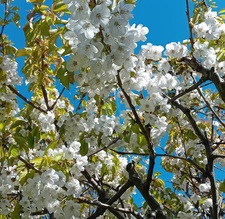 MANDARINAS
