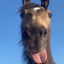 Jester