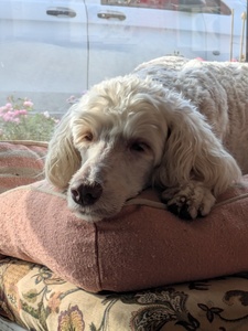 Angus