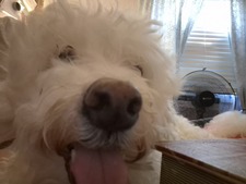 A .