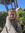 ann elin