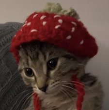 noémi