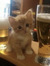 meow (s...