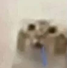Sal