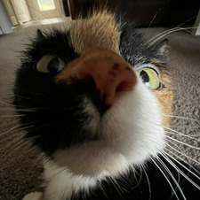 Molz