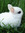 emobunny